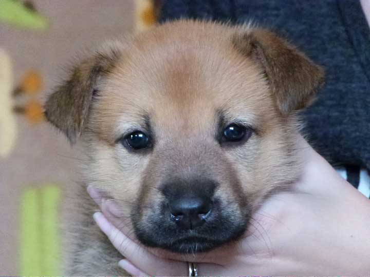 chinook puppy